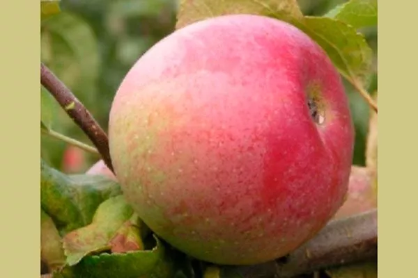 яблоко характеристика яблони Ветеран22
