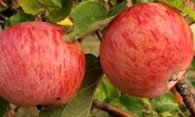 яблоко сорт яблок Осеннее полосатое19