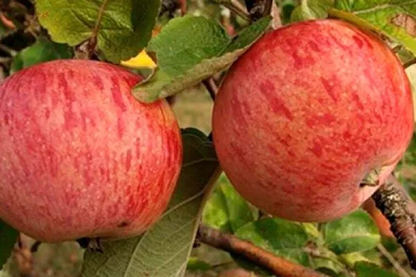 яблоко сорт яблок Осеннее полосатое19