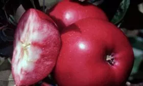 яблоко вкус яблони Сирена14