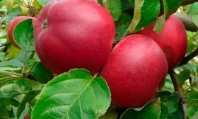 яблоко яблок Веньяминовское11