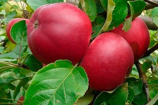 яблоко яблок Веньяминовское11