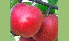 яблоко яблони Антей11