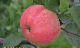 яблоко яблони Марат Бусурин14