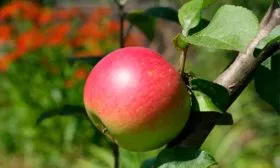яблоко яблони Свежесть13
