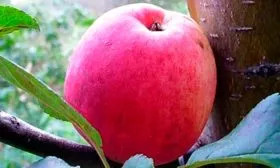 яблоко яблоня Афродита11