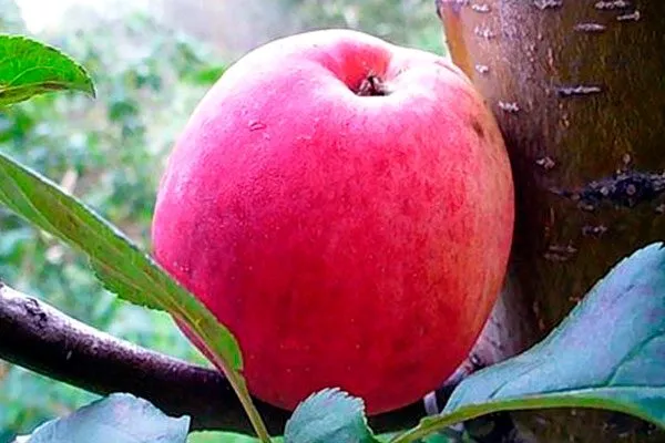 яблоко яблоня Афродита11