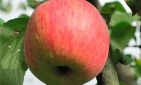 яблоко Яблоня Бельфлёр-китайка14