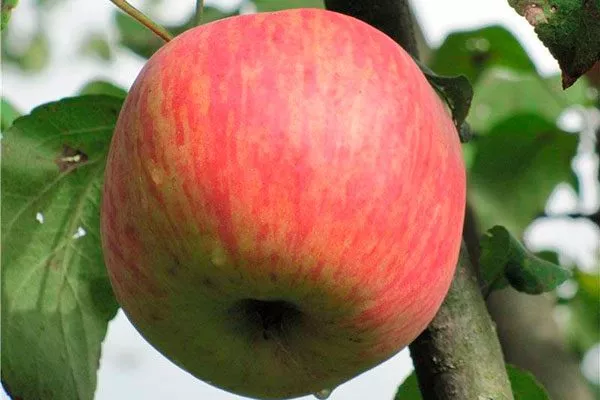 яблоко Яблоня Бельфлёр-китайка14