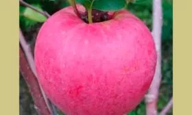 яблоко яблоня Триумф18