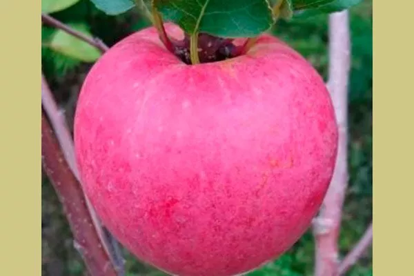 яблоко яблоня Триумф18