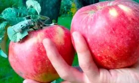 яблоко11 яблони Апорт24