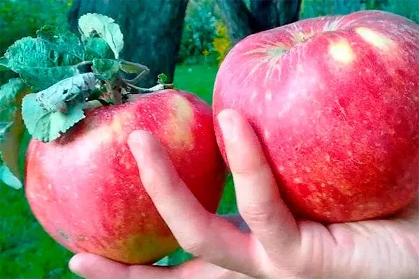 яблоко11 яблони Апорт24