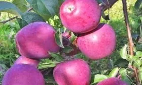 яблоня Имант