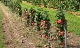 колоновидные яблони