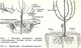 посадка яблони Имант