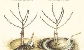 рыхление и полив яблони Имант