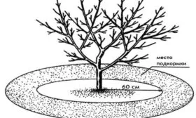 правильное внесение удобрений при выращивании яблони Имант