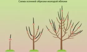 схема обрезки яблони Имант