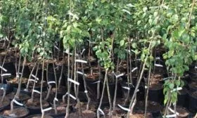 саженцы яблони Имант