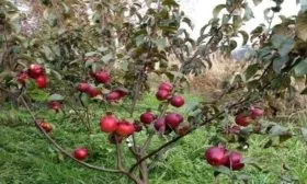 молодая яблоня Имант