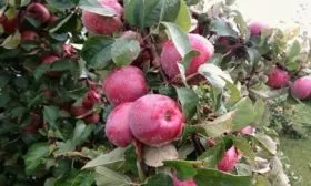 ветви и листва яблони Имант