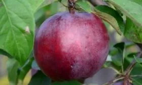 плод яблони Имант