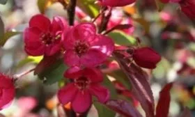 цветение яблони Имант