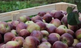 урожай сорта Имант