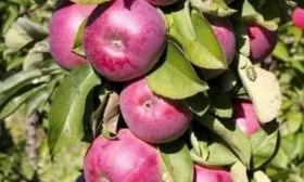 яблоня Есения