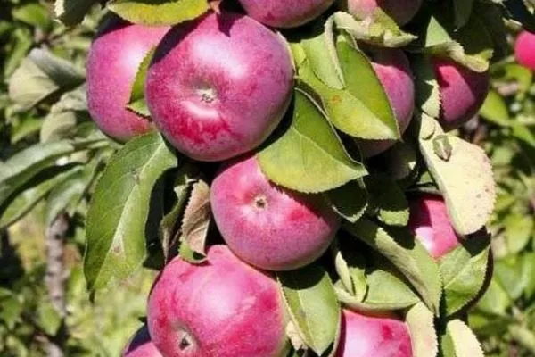 яблоня Есения