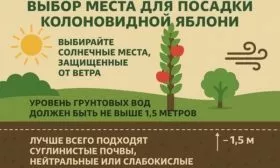 выбор места в саду для посадки Есении