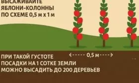 схема посадки яблонь Есения