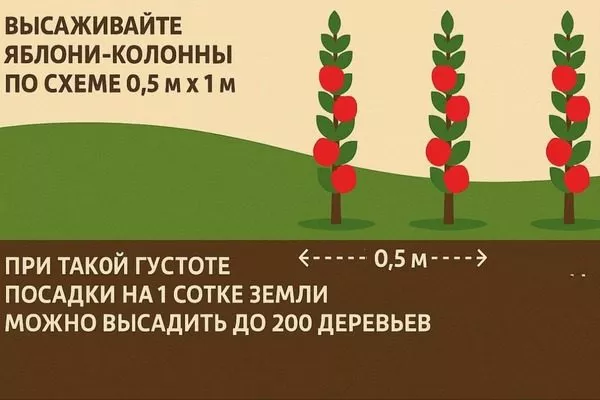 схема посадки яблонь Есения