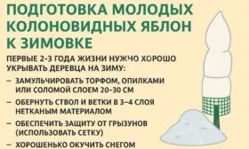 подготовка яблони Есения к зиме
