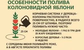 особенности полива яблони Есения