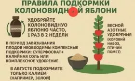 подкормка яблони Есения