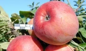яблоко сорта Есения