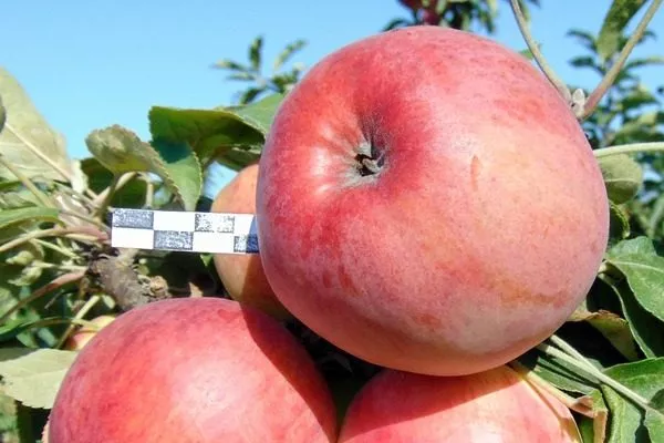 яблоко сорта Есения