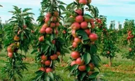 деревья сорта Есения