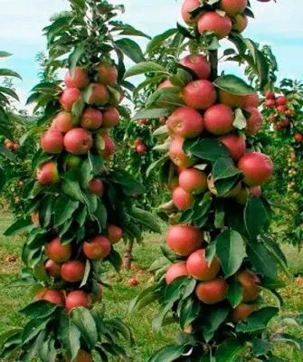 деревья сорта Есения