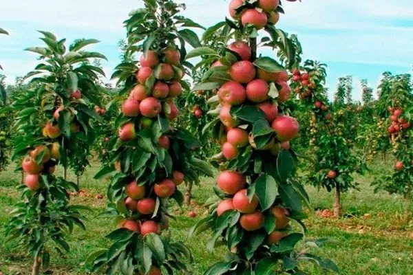 деревья сорта Есения