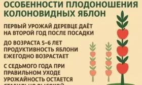 особенности плодоношения дерева сорта Есения