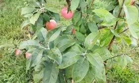 листва на яблоне Есения