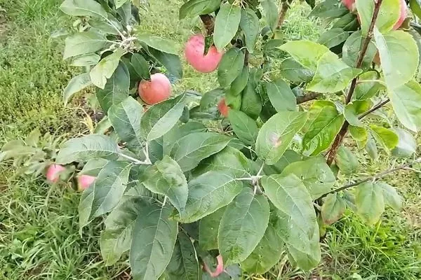 листва на яблоне Есения