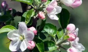 цветение яблони Есения