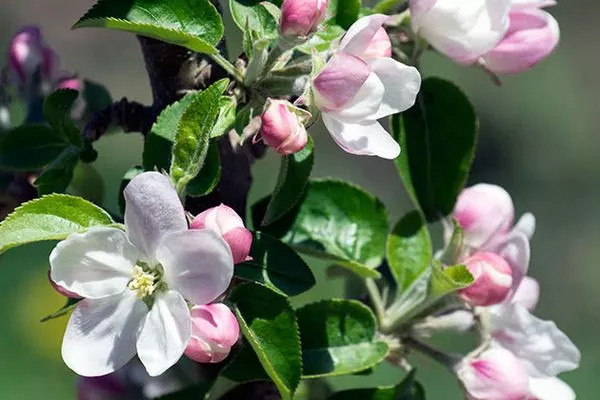 цветение яблони Есения