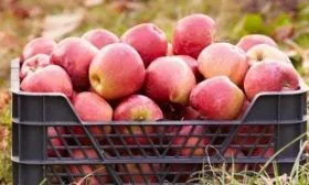 урожай Есении, предназначенный для закладки на хранение