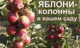 выращивание яблонь-колонн Есения в саду