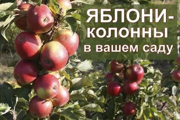 выращивание яблонь-колонн Есения в саду